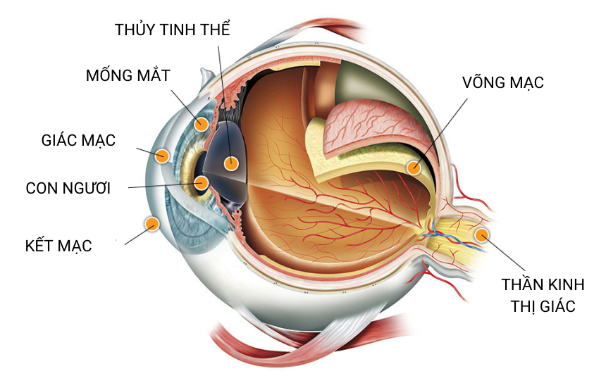 Cấu tạo của mắt